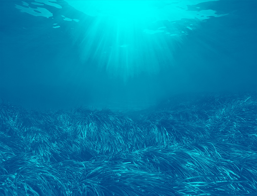 fonds marins