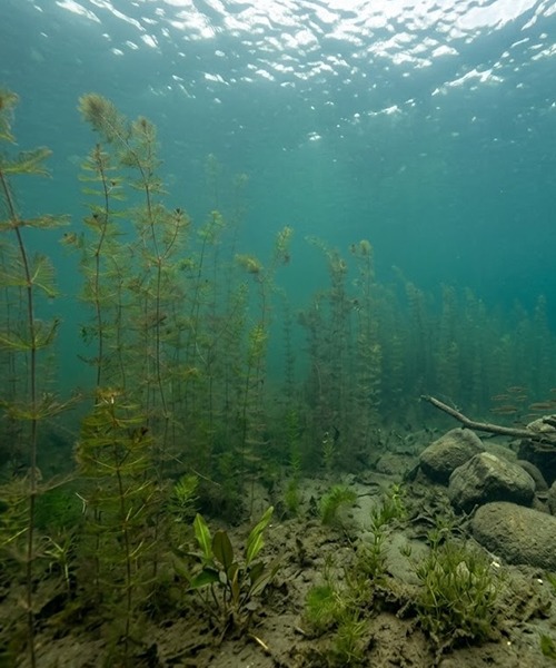 plantes invasives