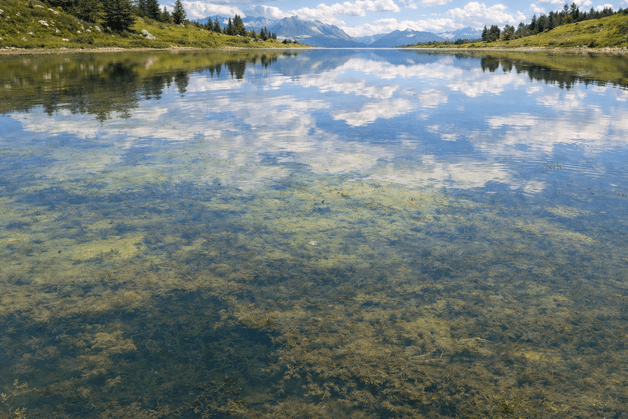 Plantes aquatiques invasives 1