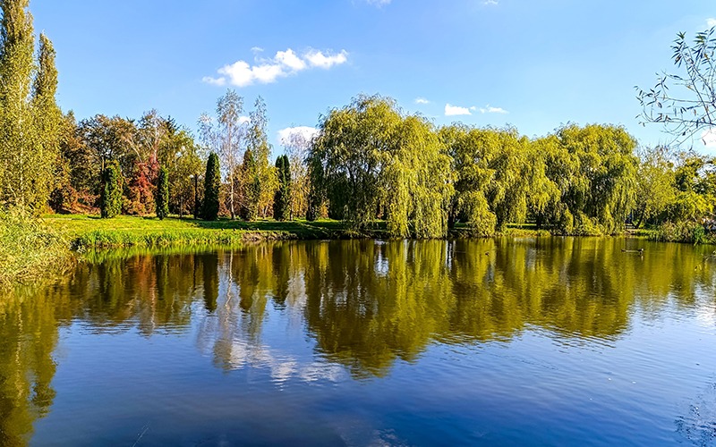 plan eau entoure arbres et herbe